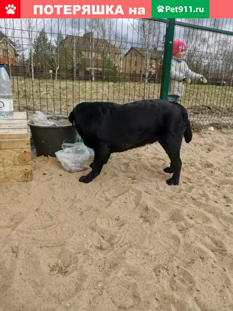 Найден домашний лабрадор на Дачной улице, Тверь. | Pet911.ru