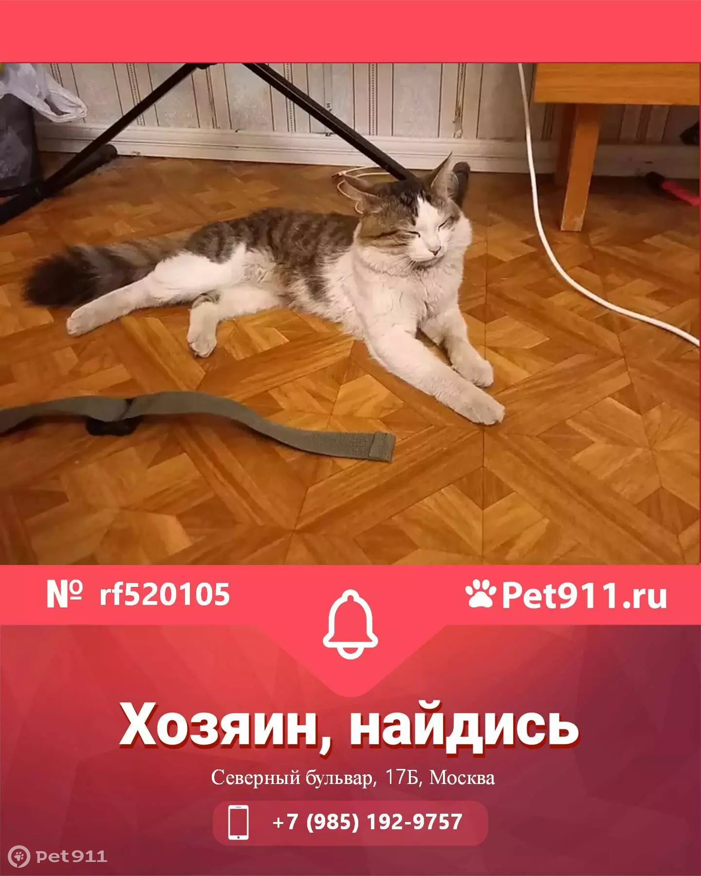 Найдена кошка возле магазина Дикси на Северном бульваре, Москва | Pet911.ru