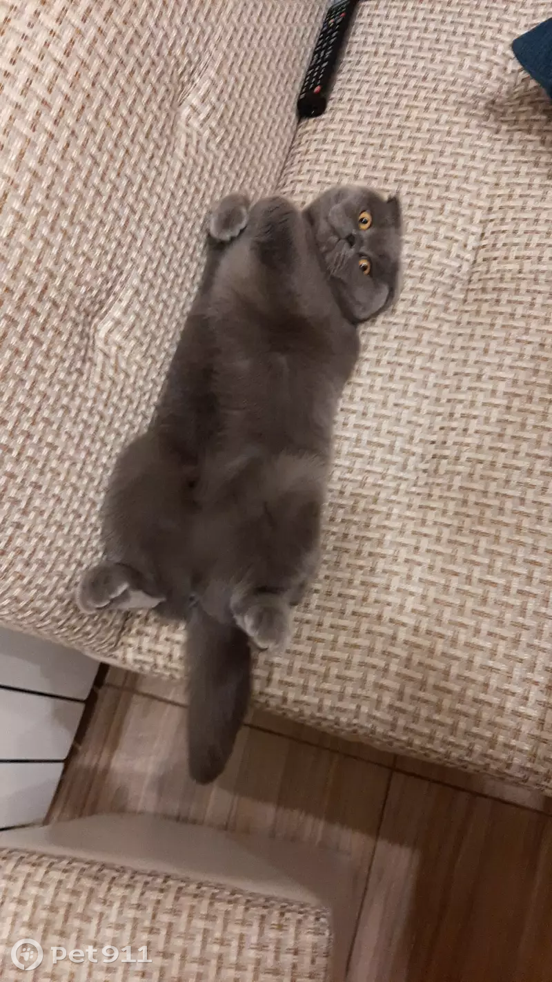 Пропала кошка на Купчинской 13 к3, СПб - photo