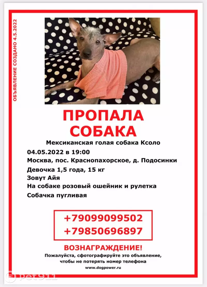 Пропала собака Айко на МКАД, Подосинки | Pet911.ru