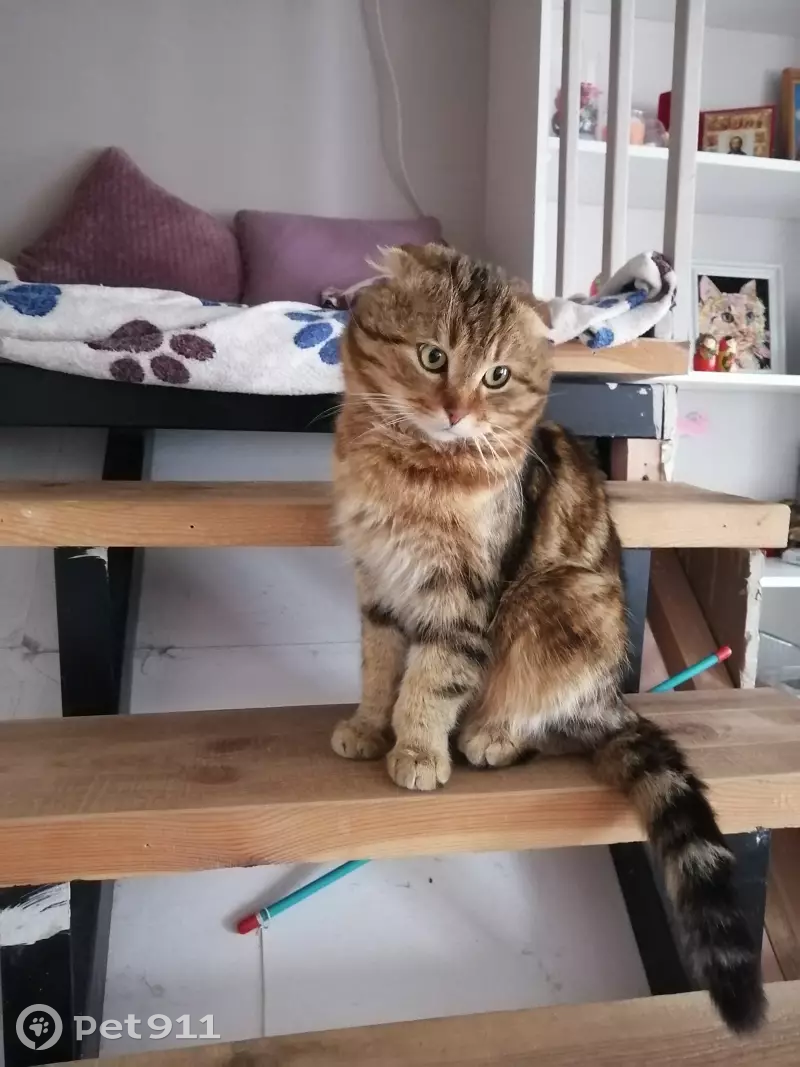 Пропала кошка на Северной улице 12 - photo