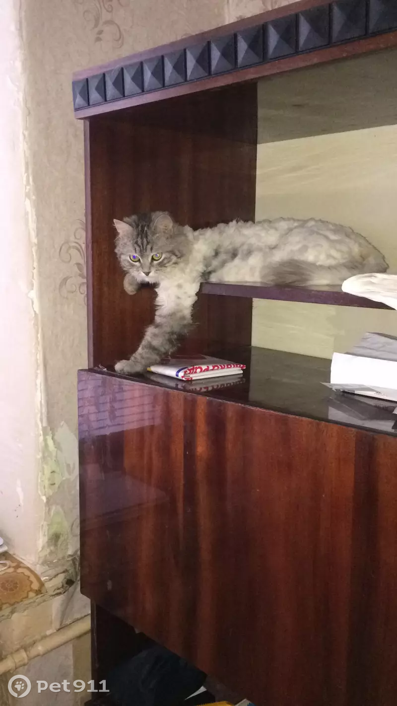 Пропал серый кот Мэничка, Спортивная улица, 20, Казань. - photo