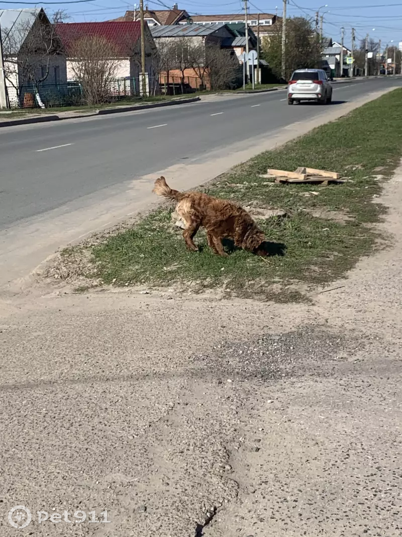 Найден пёс в ошейнике возле ресторана Георгий, Чебоксары | Pet911.ru