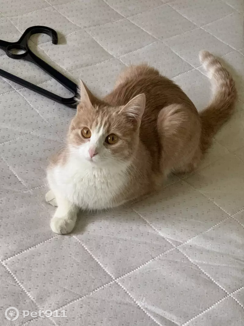 памятник белке и стрелке в томилино. животные люберец. люберцы томилинский лесопарк. животные люберец. животные люберец.