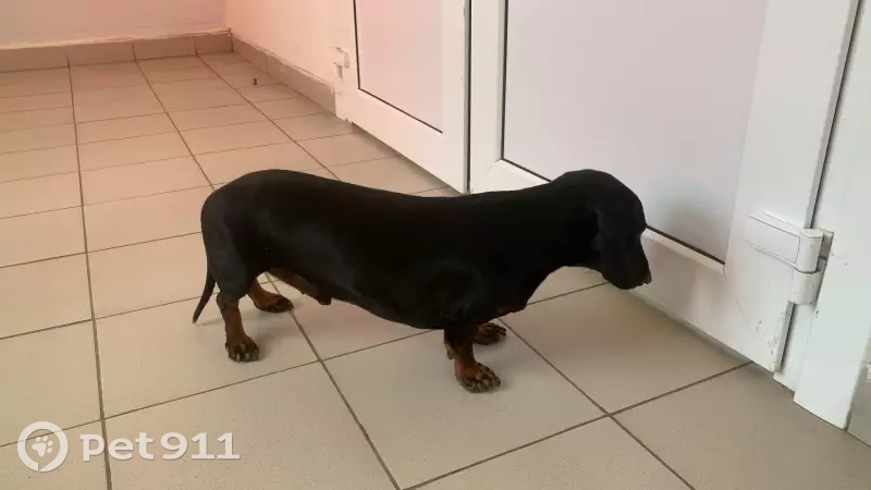 Собака Малыш ищет хозяев на улице Энгельса 57/2, Армавир. - photo