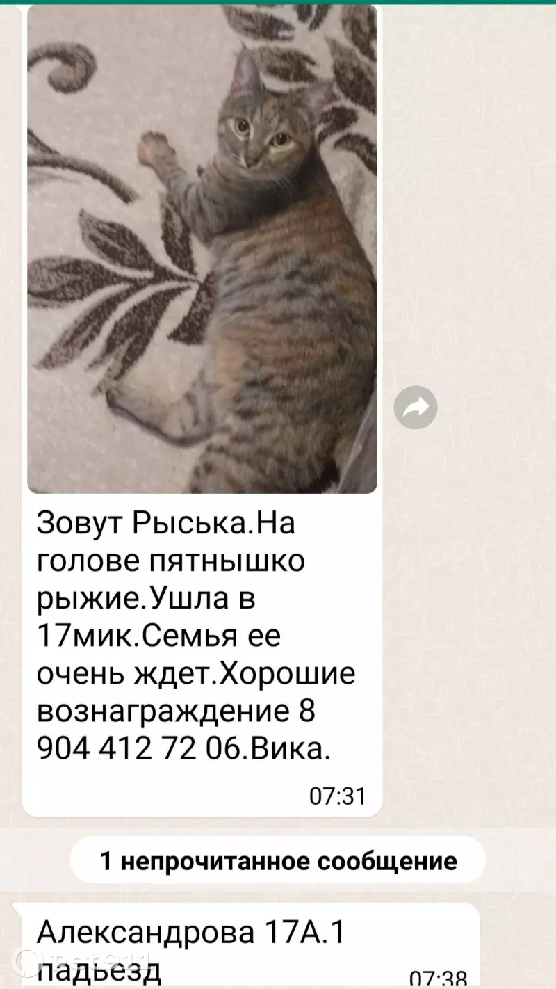 Пропала кошка на улице Александрова, Волжский | Pet911.ru