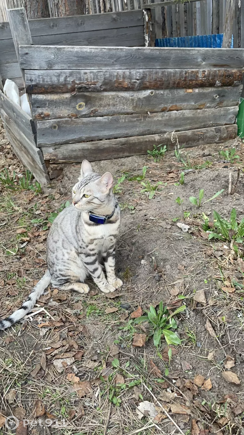 Пропал бенгальский серый котенок в Нижневартовске | Pet911.ru