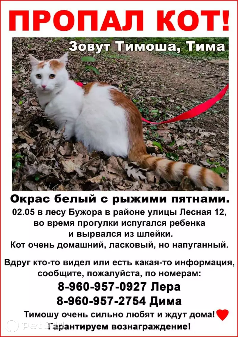 Пропал кот Тимоша в районе Бужора, Анапа 🐱 | Pet911.ru