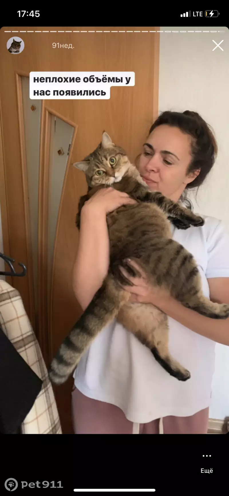 Пропала кошка Молли на улице Шубиных, 27Б, Иваново | Pet911.ru