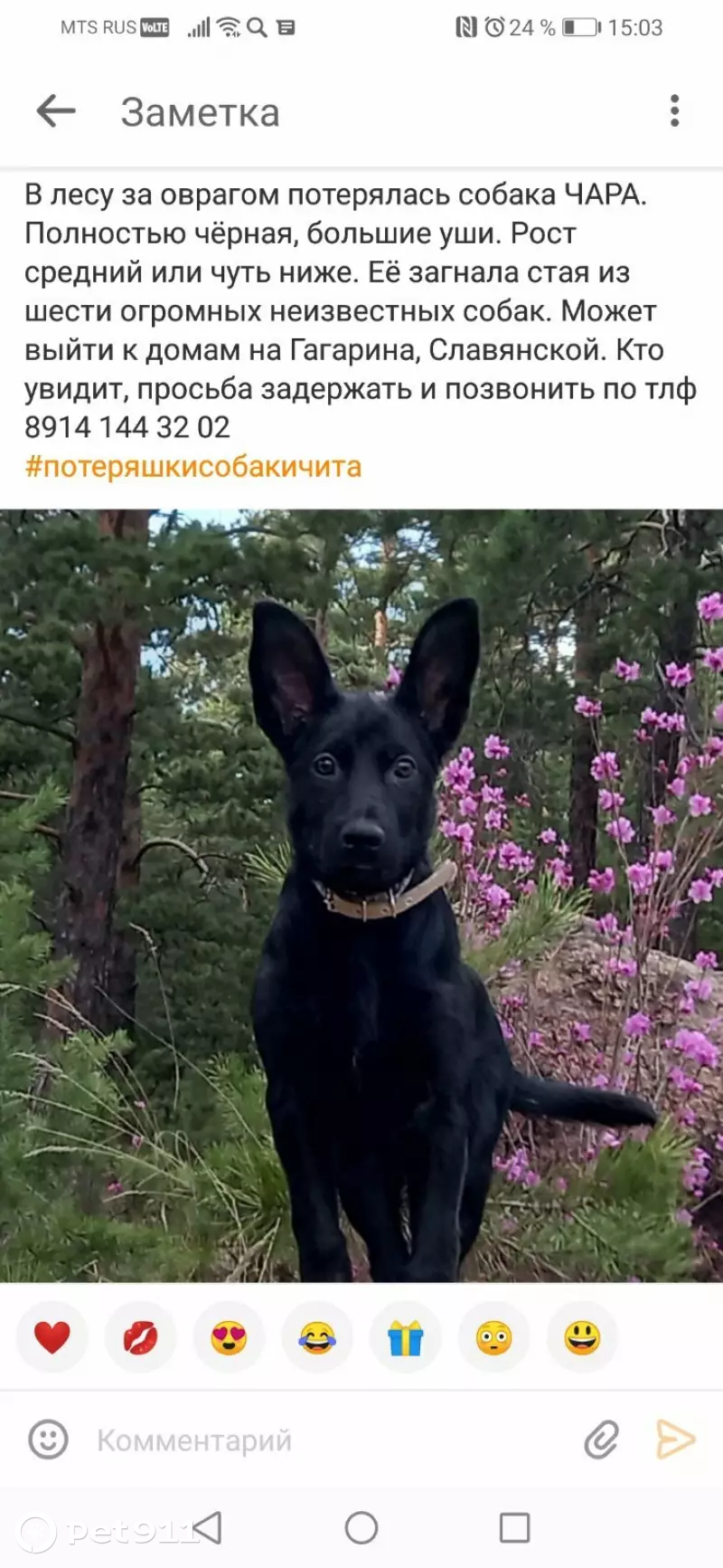 Пропала собака Чара на объездной трассе, г. Чита | Pet911.ru