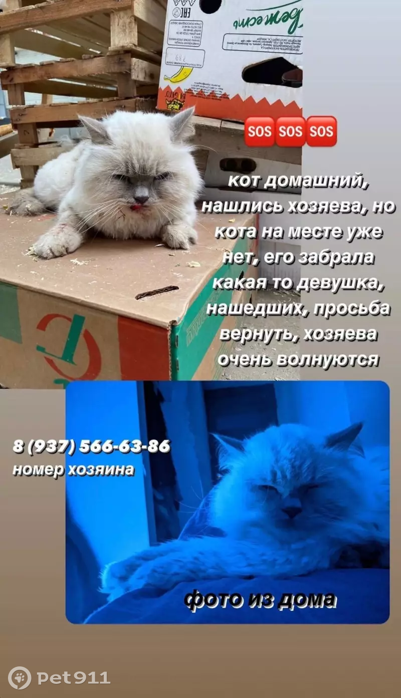 Пропала кошка на улице Краснополянская, 50, Волгоград | Pet911.ru