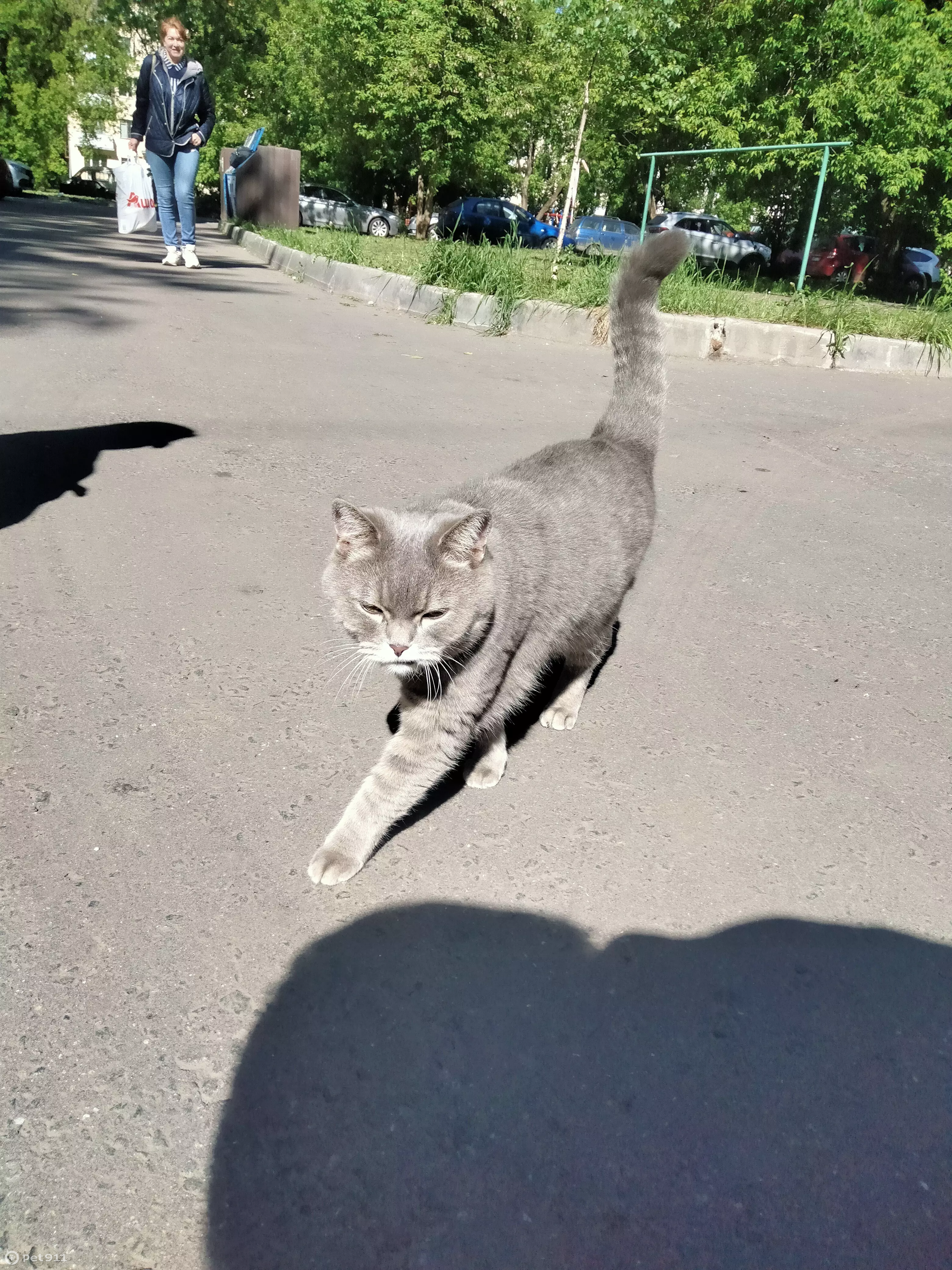 Найдена кошка на ул. Егора Абакумова, 12 в Москве | Pet911.ru