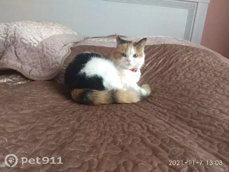 Пропала трехцветная кошка Радость, СТ Мелиоратор 260, Ставрополь. |  Pet911.ru