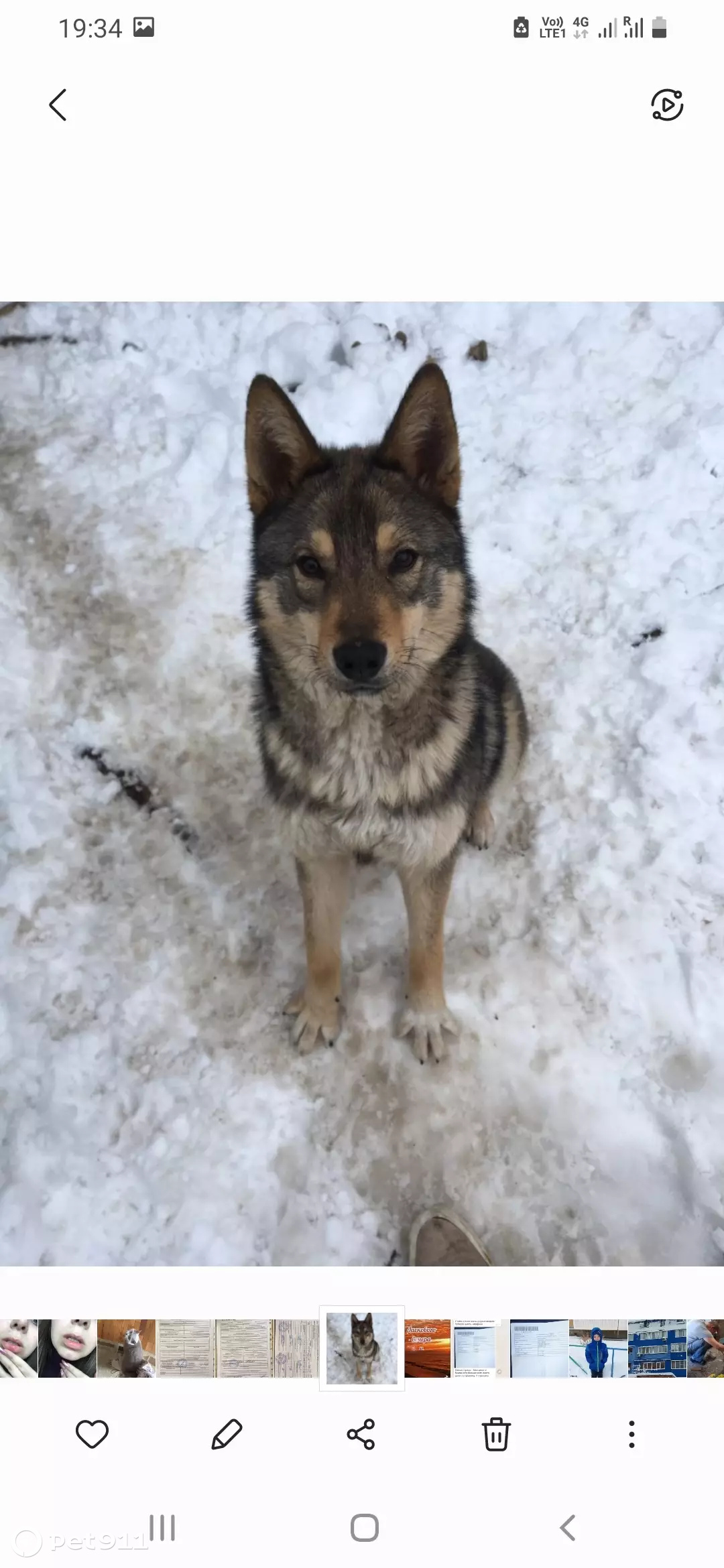 Пропала собака-волк на ул. Красных Партизан, 307, Краснодар | Pet911.ru