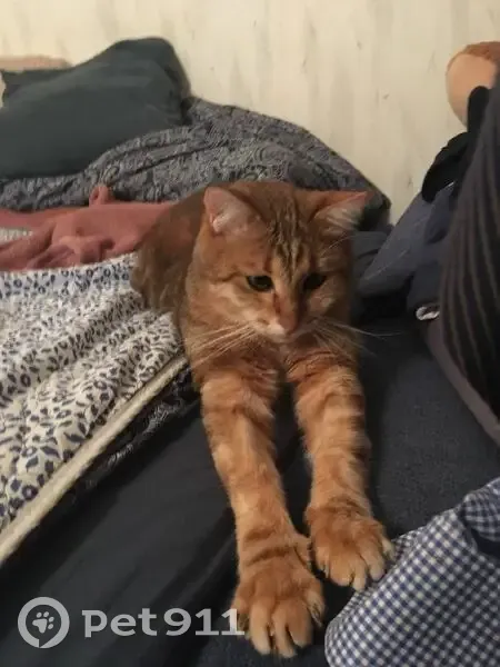 Пропала кошка на Новикова-Прибоя, 12, Москва - photo