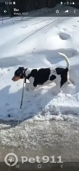 Пропала собака Жорик в Карбышево - photo
