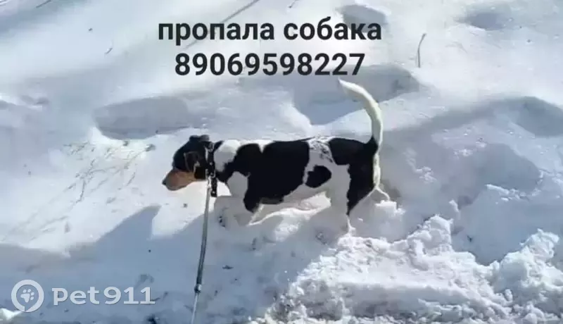 Пропала собака в Карбышево, Томская область - photo