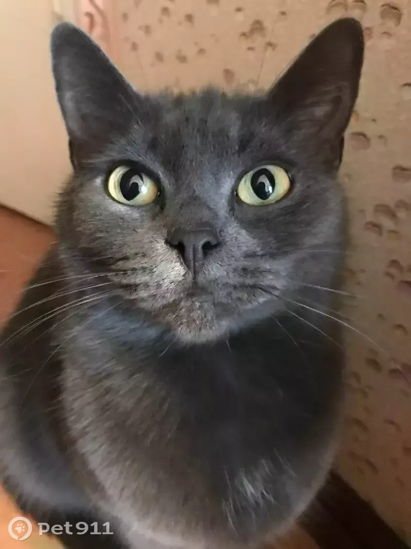 Пропала кошка Кнопа на ул. Демьяна Бедного, 22, к.1, СПб. - photo