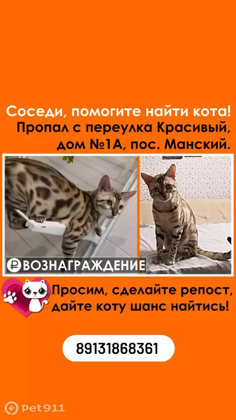 Пропал бенгальский кот Малыш с Переулка Красивый, 1а, Манский  (вознаграждение гарантировано) | Pet911.ru