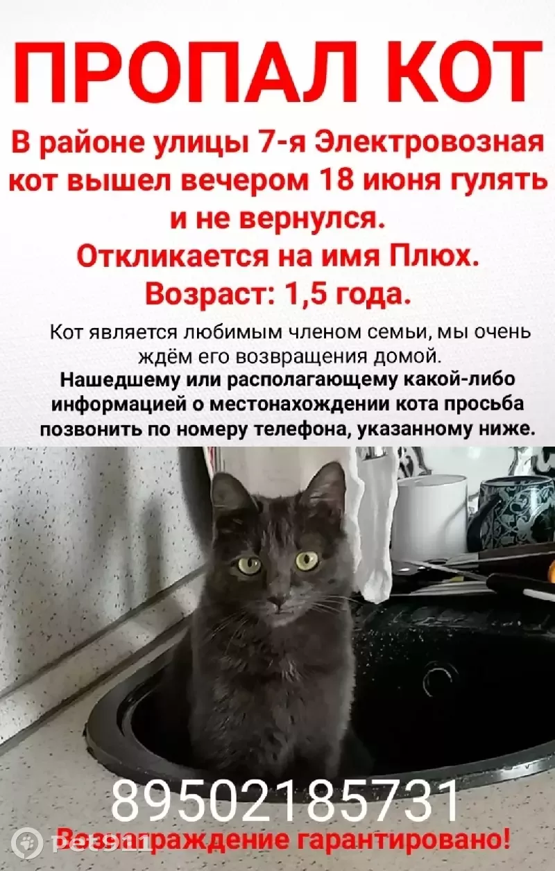 Пропала кошка Плюх на 7-й Электровозной (Омск) | Pet911.ru