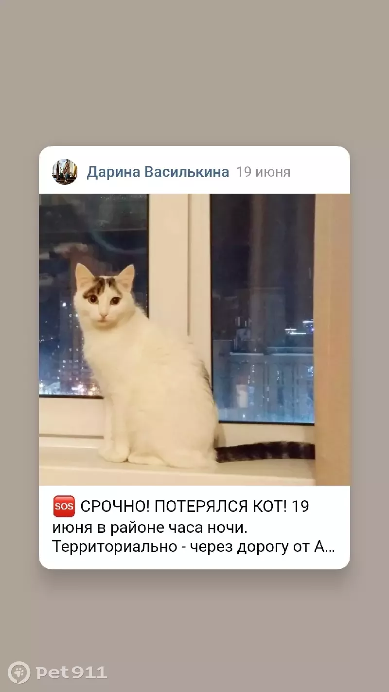 Пропала кошка Сахар, Ижевск, Удмуртская улица, 251А | Pet911.ru