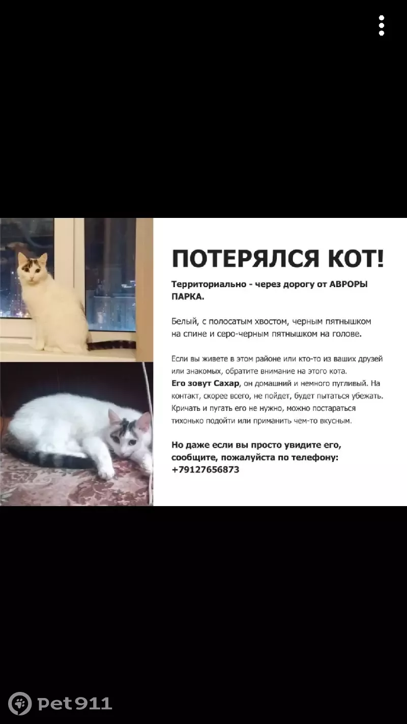 Пропала кошка Сахар, Ижевск, Удмуртская улица, 251А | Pet911.ru