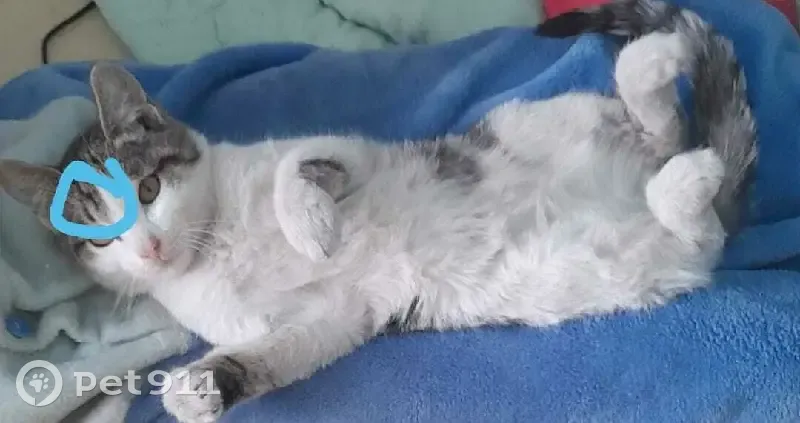 Пропала кошка Симба на Советской 12 в Усть-Баргузине - photo