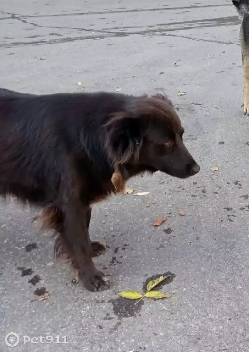 Пропала собака Чапа в Иркутске, Ново-Ленино, ост. Роща | Pet911.ru