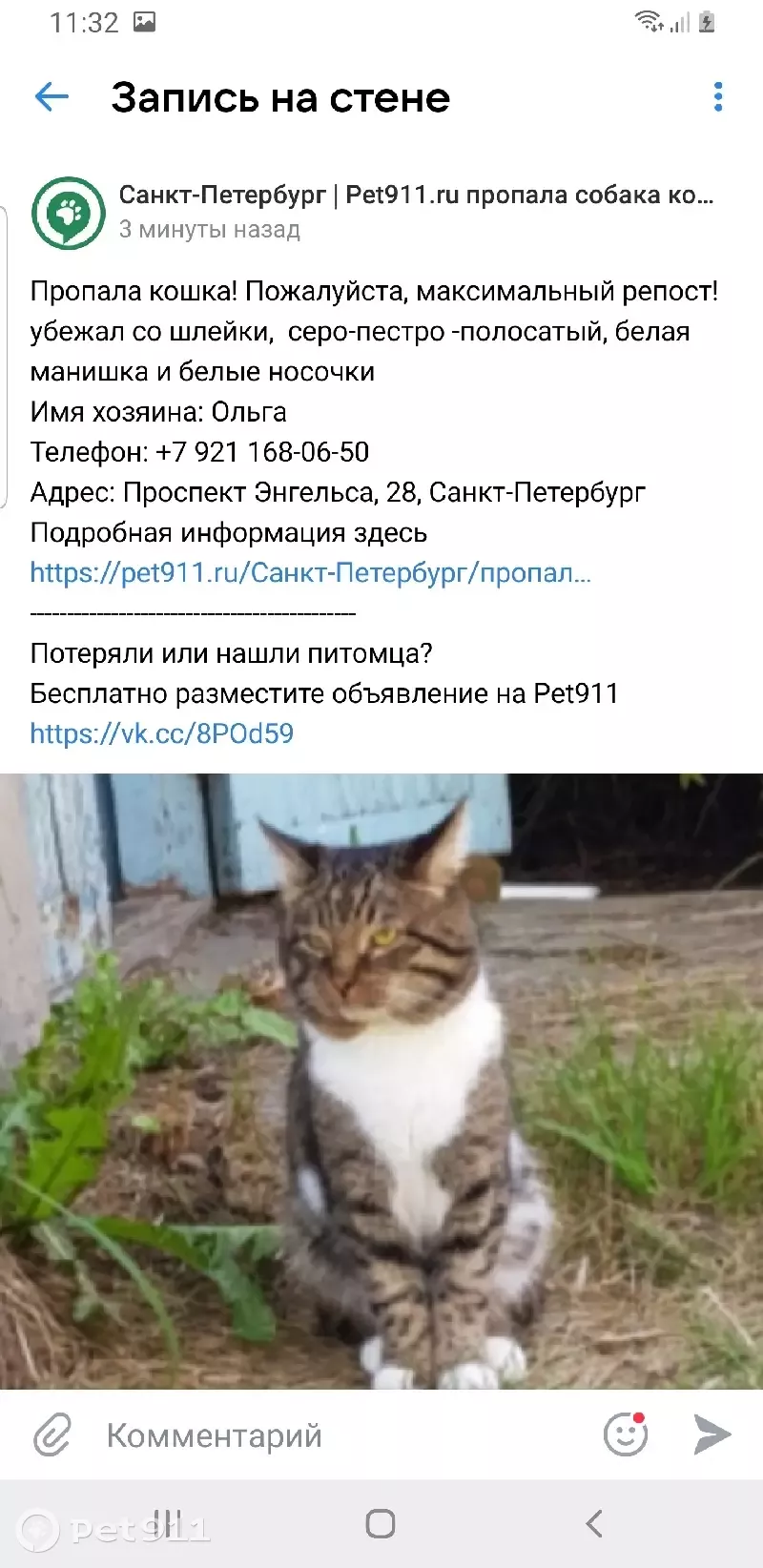 Пропала кошка на Проспекте Энгельса, 28 в СПб | Pet911.ru