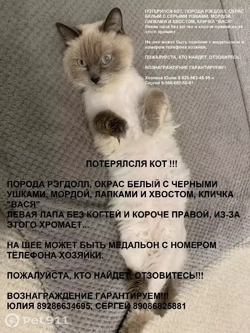 Пропала кошка в Краснодаре, адрес: Ленский переулок, 11 | Pet911.ru