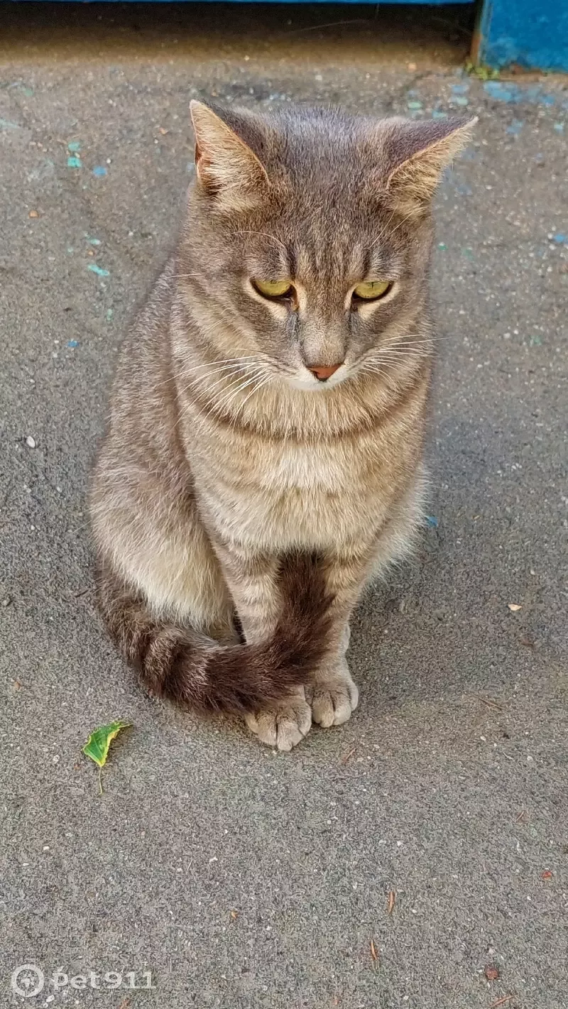 Найден домашний котик на улице Рокотова, 3/2, Москва | Pet911.ru