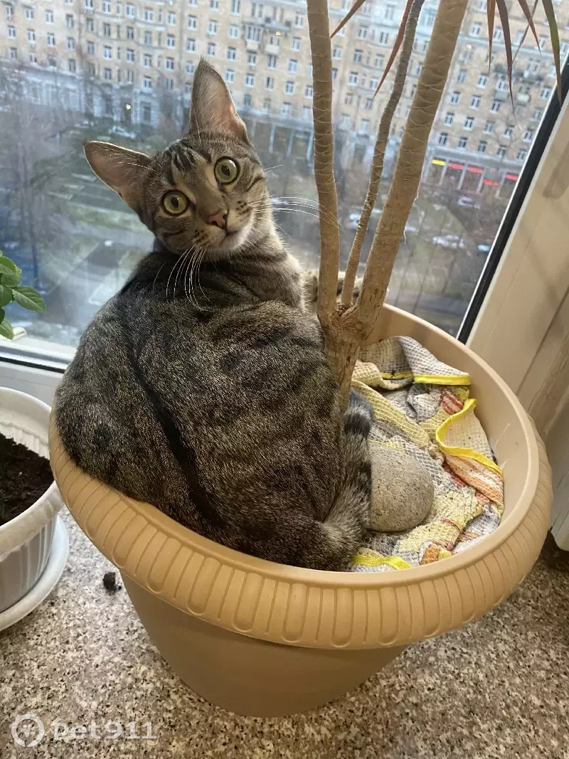 Пропала кошка с дачи в Рязаново Снт, Московская область. - photo