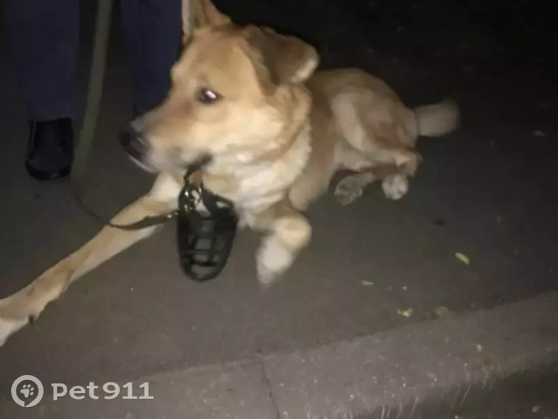 Pet 911