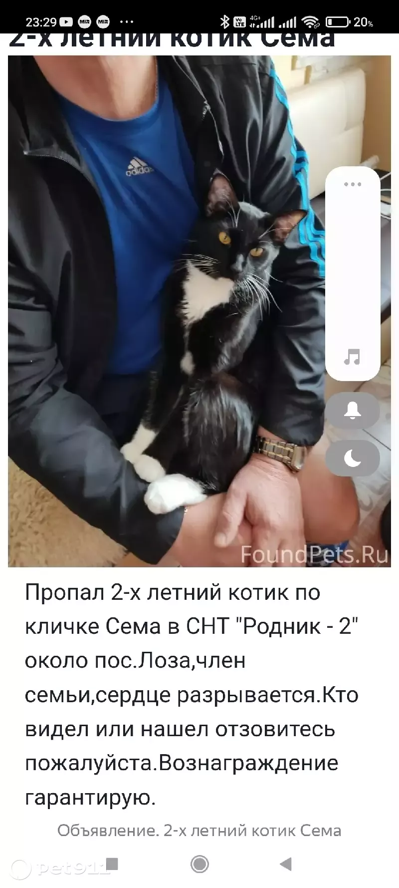 Пропал кот Сема в Родник-2 Снт, Московская область. | Pet911.ru