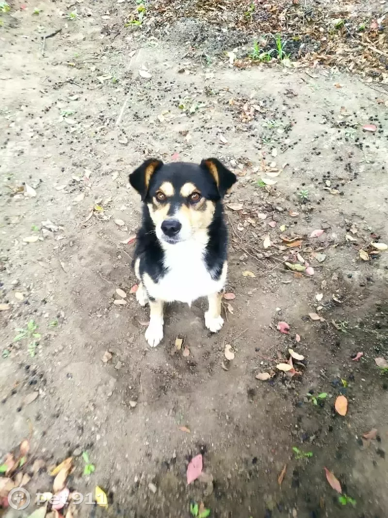 Пропала собака на ул. Ломоносова 2, Пограничный. - photo