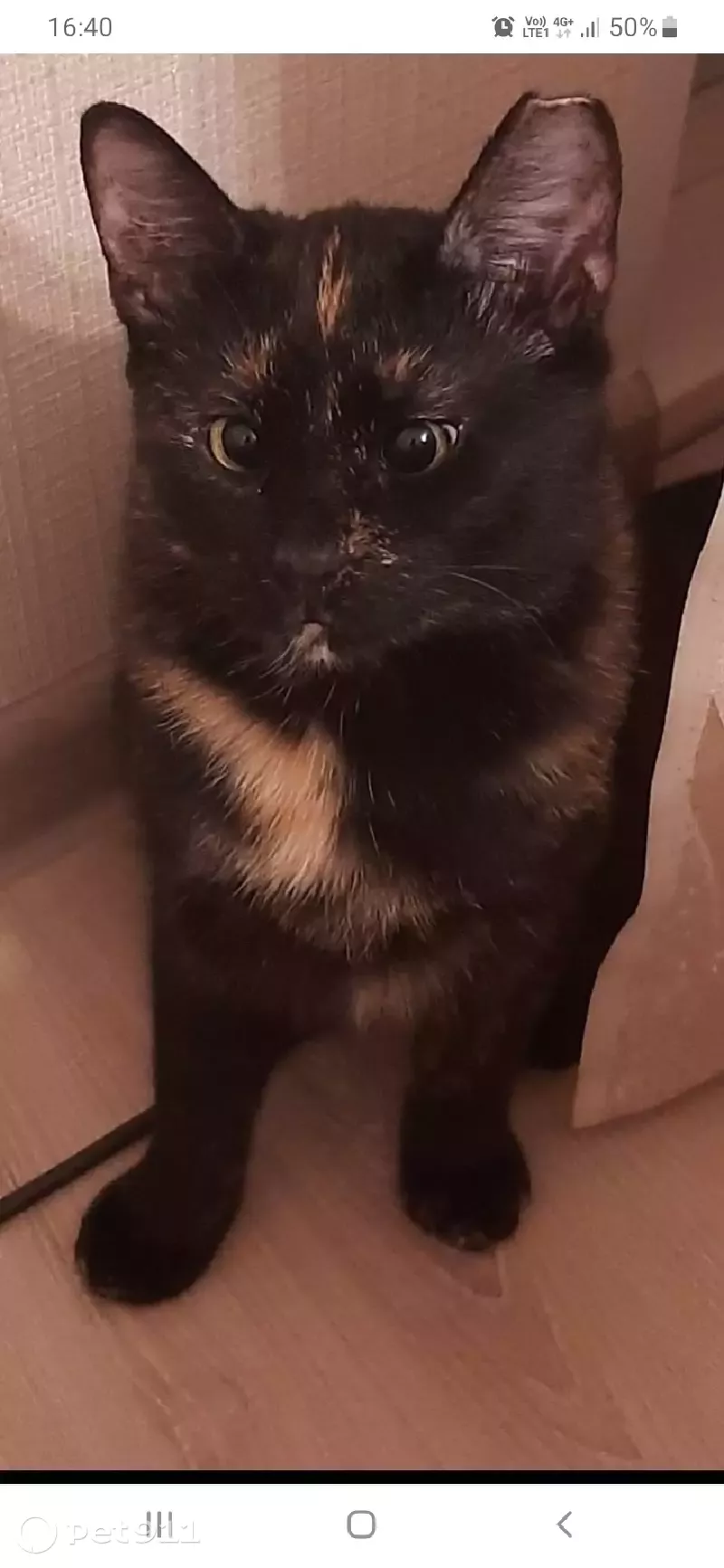 Пропала кошка Буся на пр. Культуры, 7к1, СПб. - photo