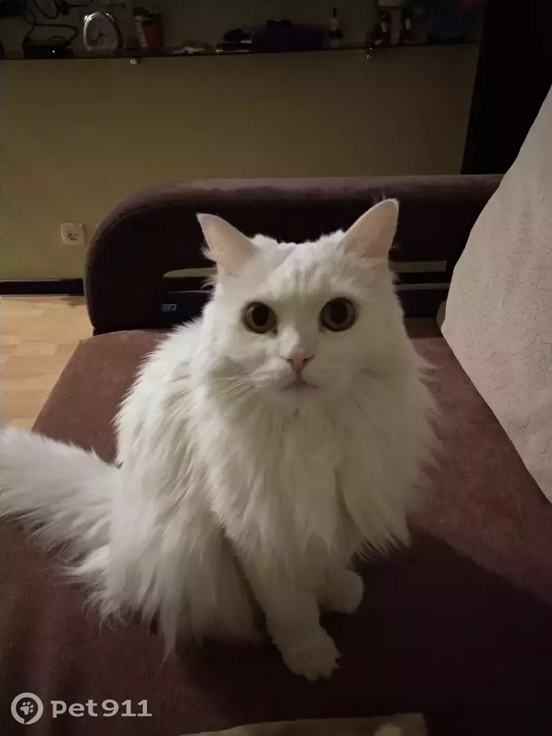 Пропала белая кошка на улице Садовая в Ухте - photo