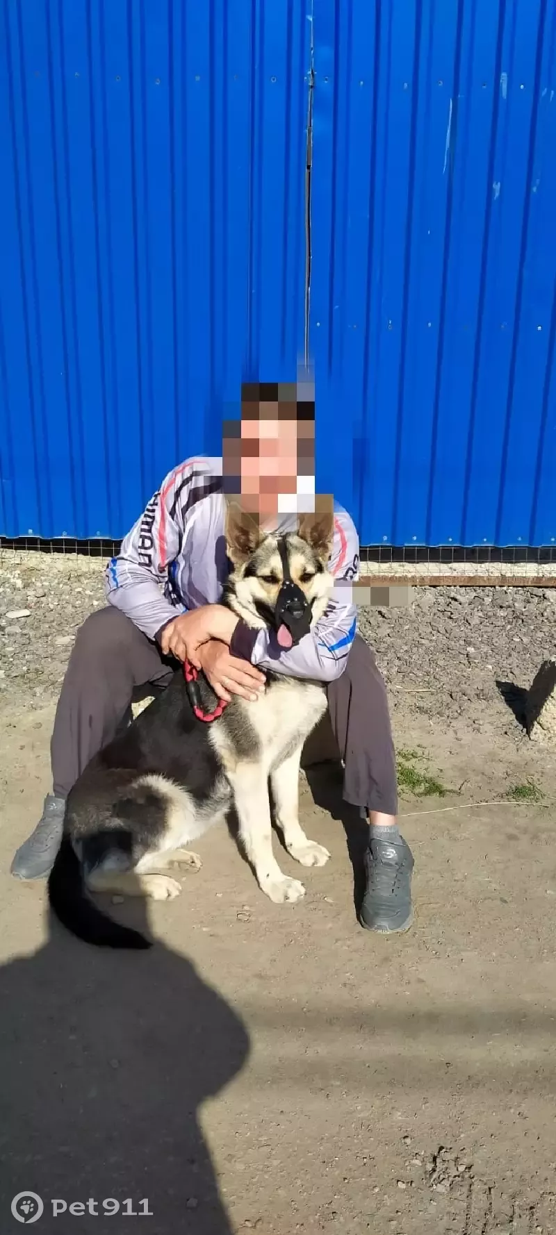 Пропала собака Зара на Садовой, 31, Астрахань