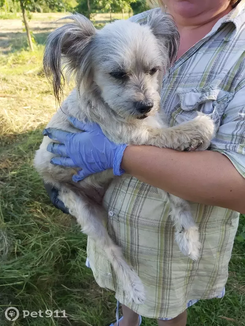 Найдена собака на берегу Чудского озера в Псковской области | Pet911.ru