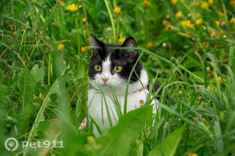 Clicks cats