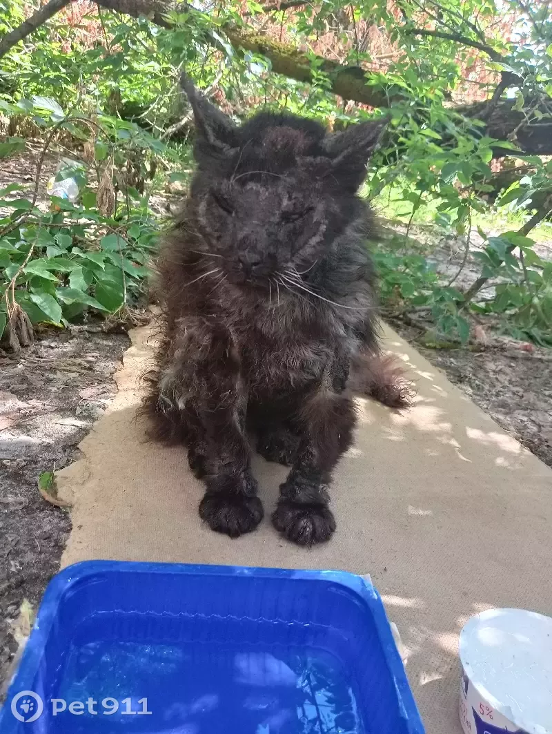 Пропала кошка Кот возле мусорных контейнеров, Новые Дарковичи. | Pet911.ru