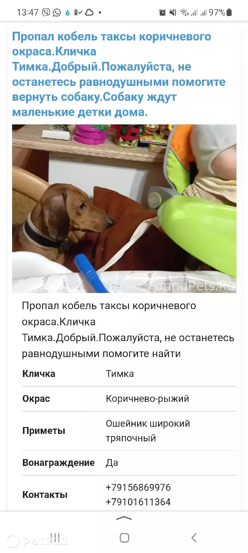 Пропала собака Тимка в Туле, 6-й проезд, 30 | Pet911.ru