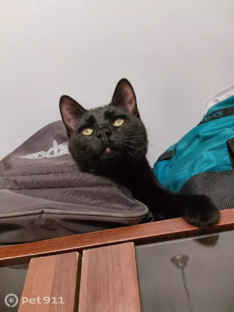 Пропала черная кошка Рэся, адрес: пр-д Шокальского, 3 к. 1, Москва - photo