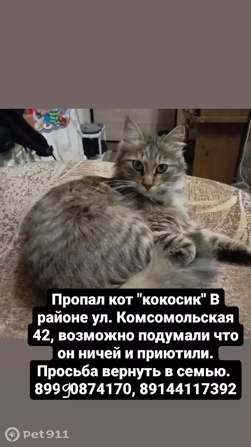 Пропала пушистая кошка на Комсомольской, Хабаровск | Pet911.ru