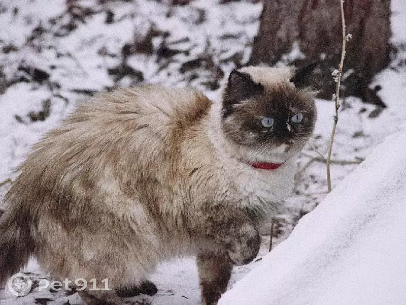 Пропала кошка Морда на ул. №3 в Тольятти | Pet911.ru