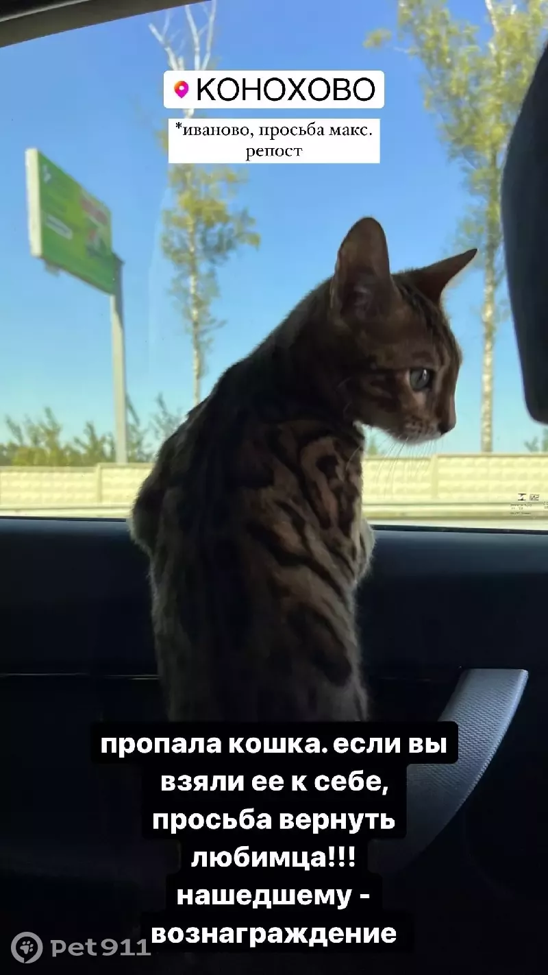 Пропала кошка на Полевой улице, 13 в Конохово! | Pet911.ru