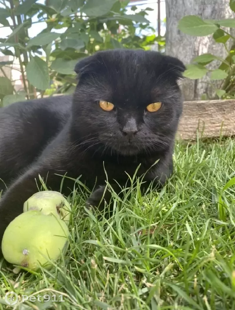 Стоковые фотографии по запросу Чёрный шотландский котёнок