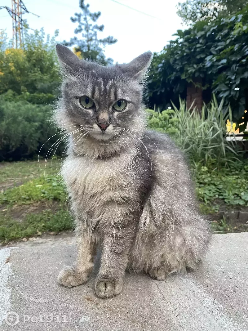 Найденные коты и кошки в Воронеже