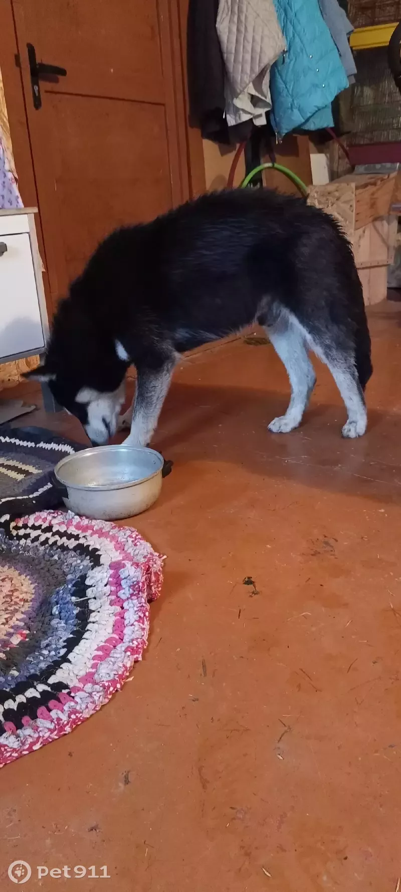 Собака на улице Ленина, 64 в Оленино - photo