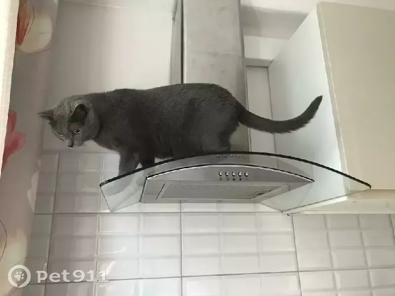 Пропала кошка Соня на пр. Космонавтов, СПб - photo